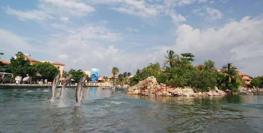 Puerto Aventuras: Dolphin and Manatee Interaction with Lunch - Buffet lunch and the one schedule catch