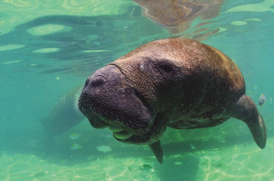 Puerto Aventuras: Dolphin and Manatee Interaction with Lunch - Height rules and pregnancy restrictions