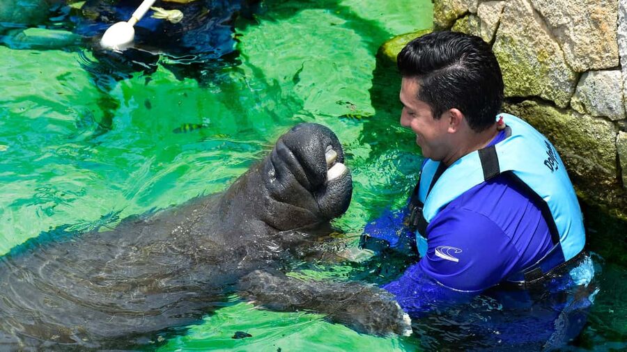 Puerto Aventuras: Dolphin & Manatee Encounter with lunch - A calm 15 minutes with the manatees