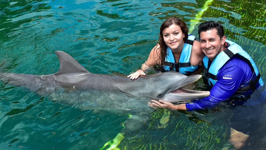 Puerto Aventuras: Dolphin & Manatee Encounter with lunch - Dolphin activities in shallow water