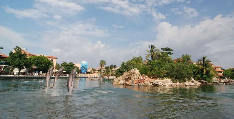 Puerto Aventuras: Dolphin Swim, Sea Lions, Manatees, & Lunch - Meeting the sea lions for 30 minutes