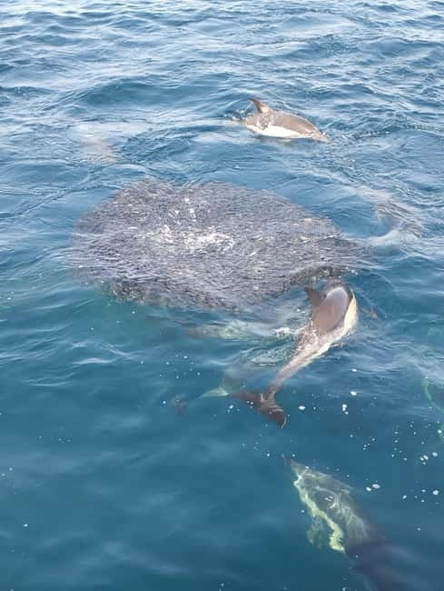 Puerto Banús: Private Cruise with Dolphins & Wakeboard - Choosing between one and four hours