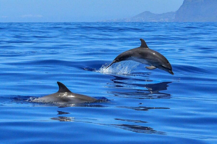 Puerto Colon: Dolphin and Whale Watching Speedboat Cruise - Practical Tips for a Better Outing