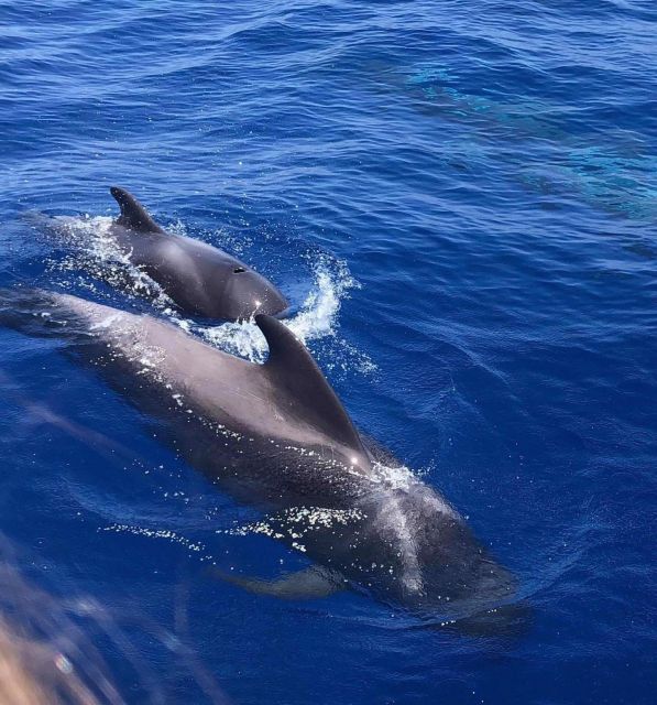 Puerto Colon: Whale and Dolphin Watching Yacht Trip - Looking for pilot whales, dolphins, and turtles