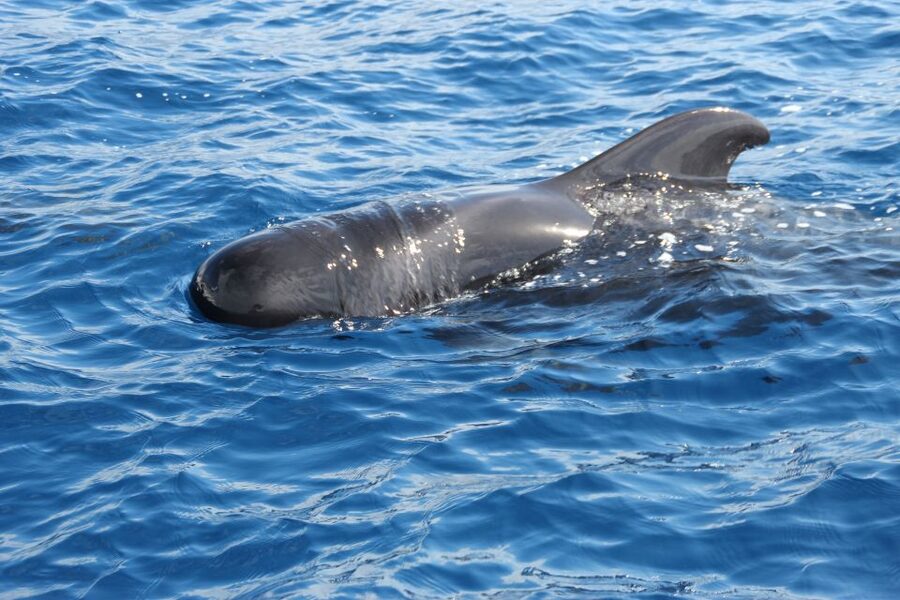 Puerto Colon : Whale & Dolphins Sailing Excursion - Hearing the ocean through a hydrophone