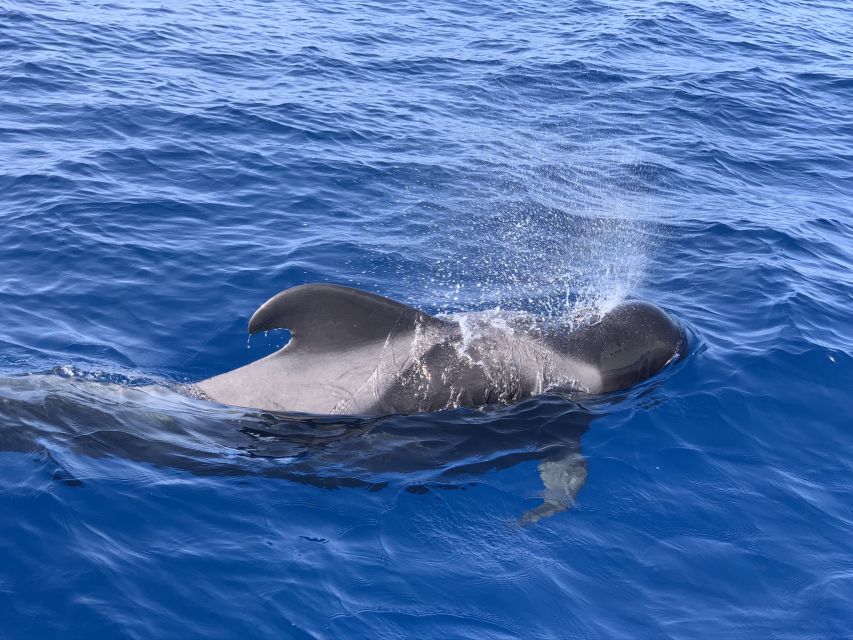 Puerto Colon : Whale & Dolphins Sailing Excursion - Anchoring at Diego Hernández Beach