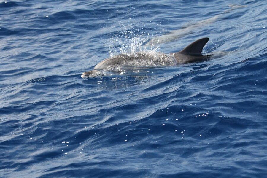Puerto Colon : Whale & Dolphins Sailing Excursion - Canarian lunch and drinks on the sailboat