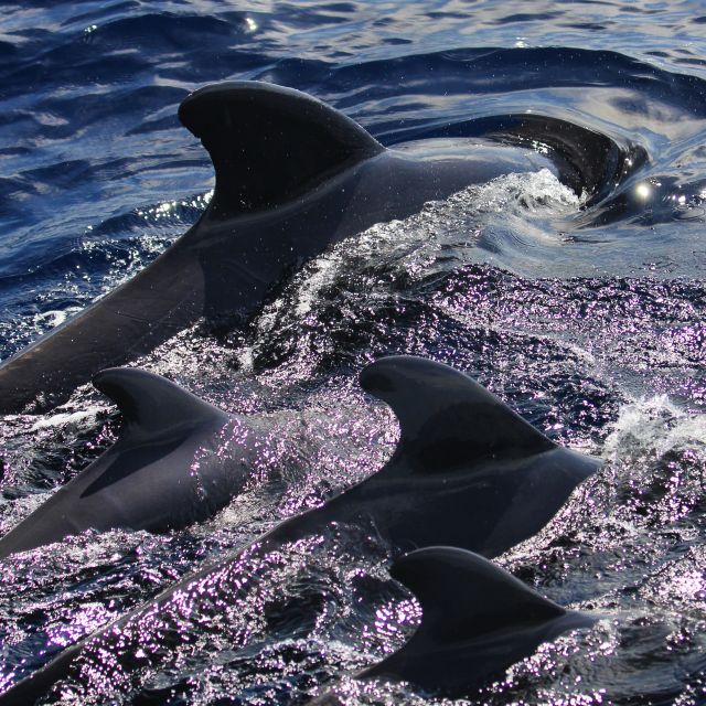 Puerto Colon : Whale & Dolphins Sailing Excursion - Choosing three hours or six hours