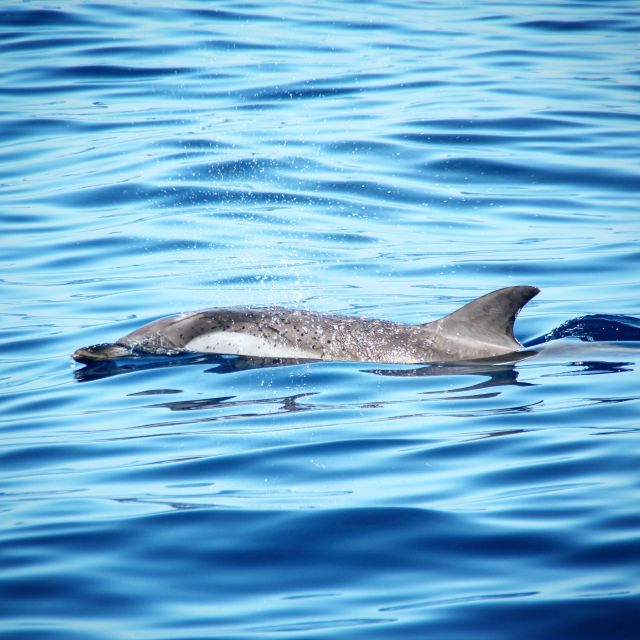 Puerto Colon : Whale & Dolphins Sailing Excursion - Who will enjoy this sailing trip most