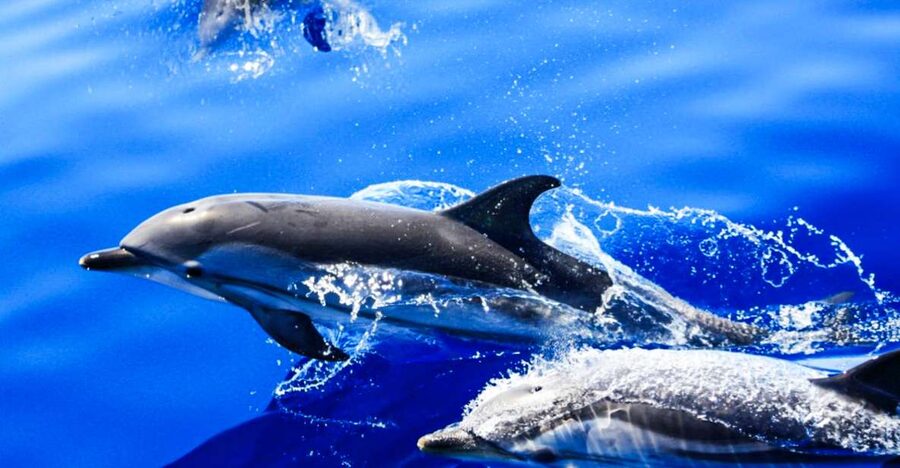 Puerto del Carmen: Dolphin-Watching Speedboat Tour with Swim - Key points to know before booking
