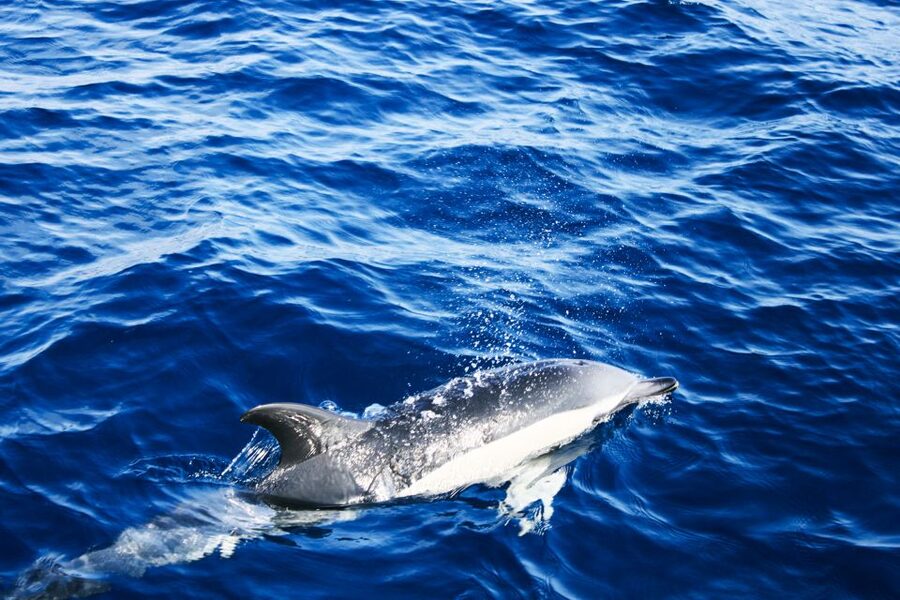 Puerto del Carmen: Dolphin-Watching Speedboat Tour with Swim - Who will enjoy this Lanzarote boat trip?