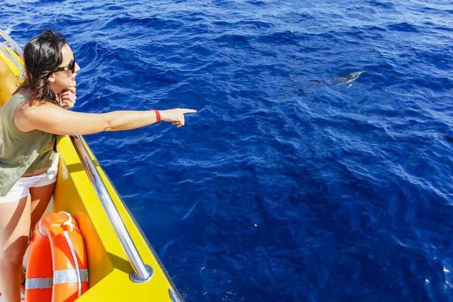 Puerto del Carmen: Dolphin-Watching Speedboat Tour with Swim - Should you book the Puerto del Carmen dolphin tour?