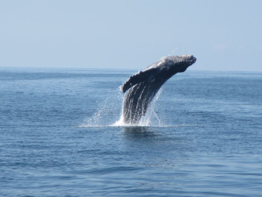 Puerto Escondido: Boat Tour among Dolphins and Turtles - Who will enjoy this boat trip most