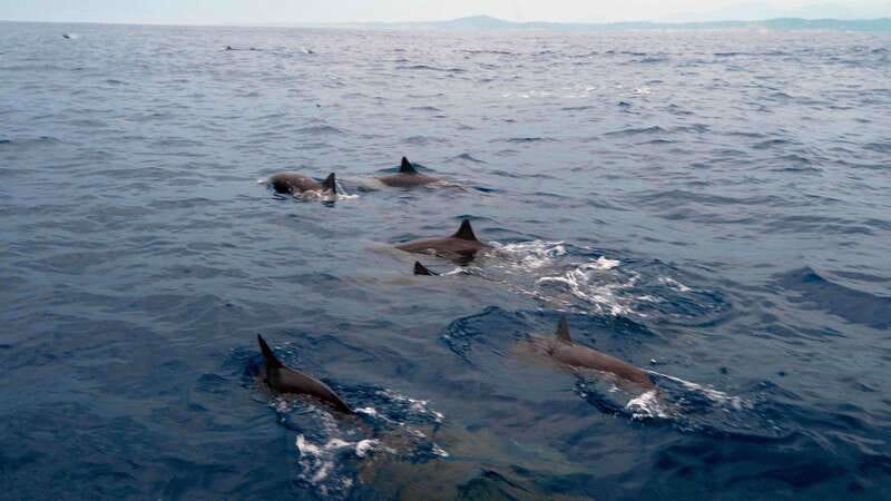 Puerto Escondido: Boat Tour among Dolphins and Turtles - Dolphins are the main attraction