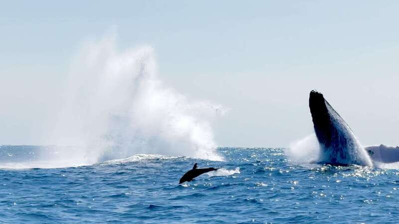 Puerto Escondido: Boat Tour among Dolphins and Turtles - Sea turtles and the possibility of whales