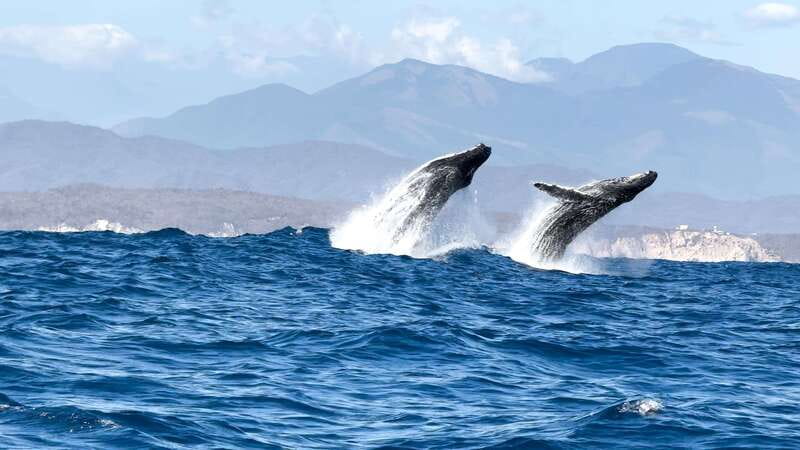 Puerto Escondido: Boat Tour among Dolphins and Turtles - What the guide and captain add