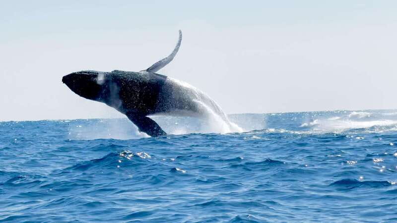 Puerto Escondido: Boat Tour among Dolphins and Turtles - What the $79 price really covers