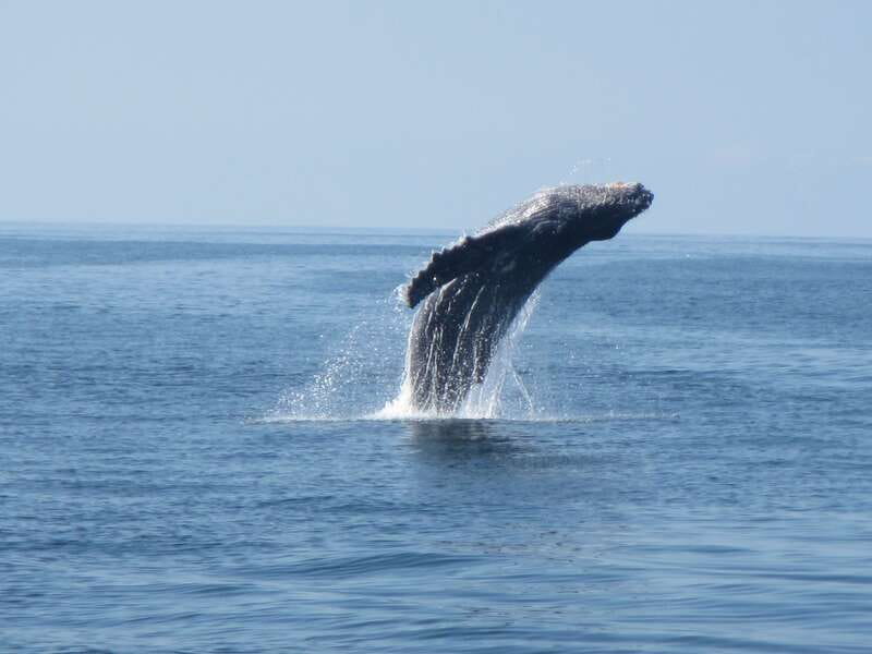 Puerto Escondido: Boat Tour among Dolphins and Turtles - A note about snorkeling and swimming