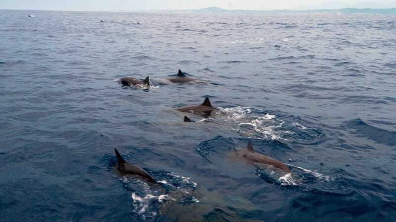 Puerto Escondido: Boat Tour among Dolphins and Turtles - The return to shore