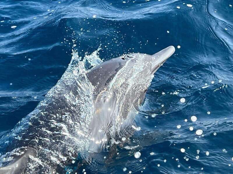 Puerto Escondido: Boat Tour to see Dolphins and Marine Life - Leaving Puerto Angelito for the open water