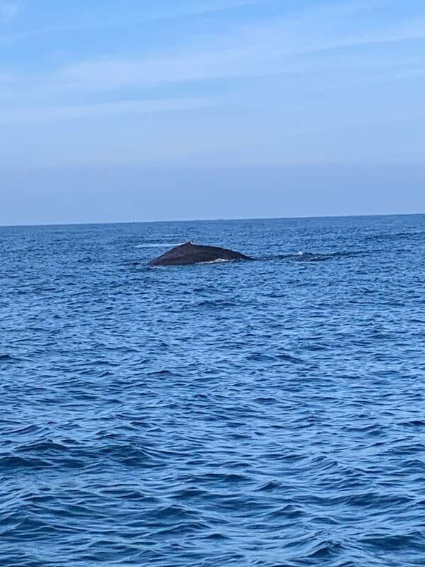 Puerto Escondido: Boat Tour to see Dolphins and Marine Life - Snorkeling near shore and colorful fish