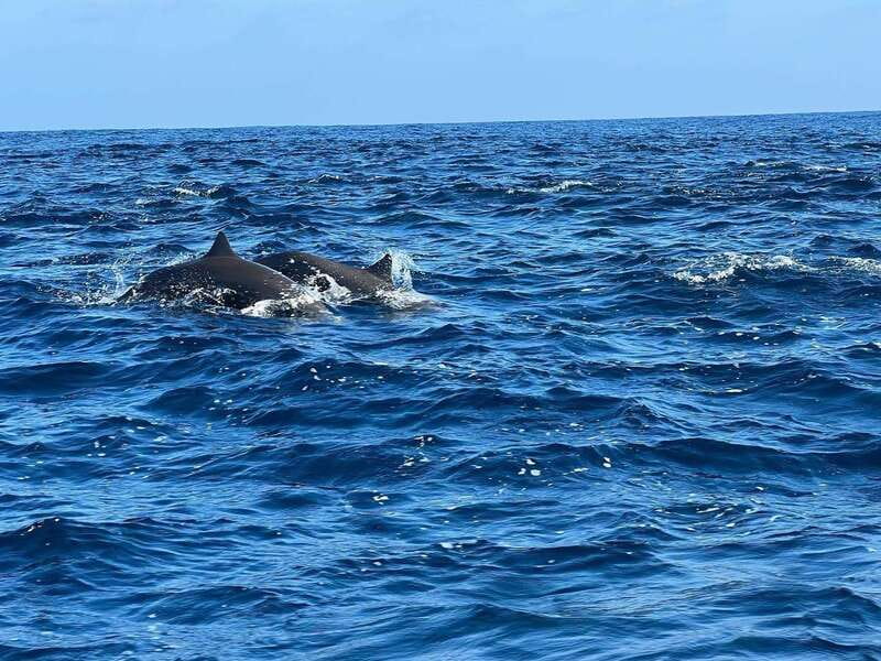 Puerto Escondido: Boat Tour to see Dolphins and Marine Life - A relaxed boat ride with music and space to stretch out