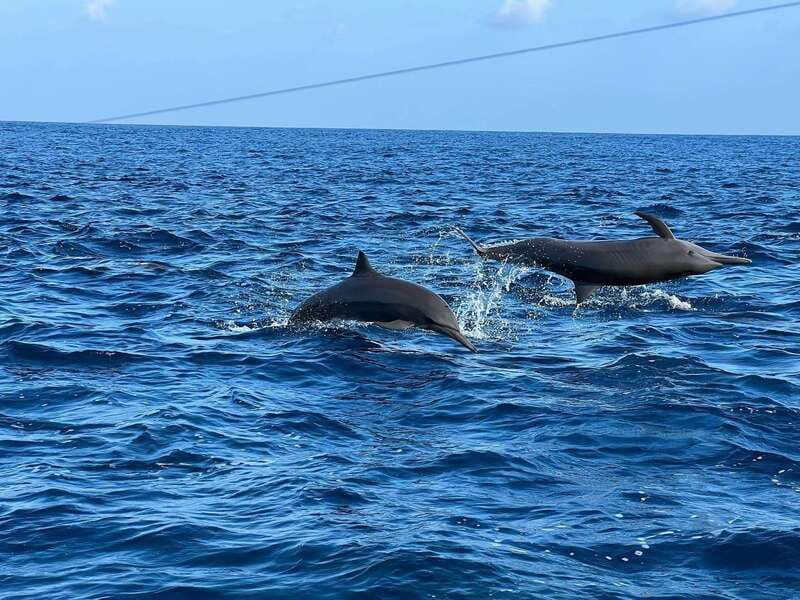Puerto Escondido: Boat Tour to see Dolphins and Marine Life - How the $46 price holds up
