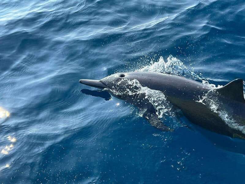 Puerto Escondido: Boat Tour to see Dolphins and Marine Life - Who will enjoy this trip most