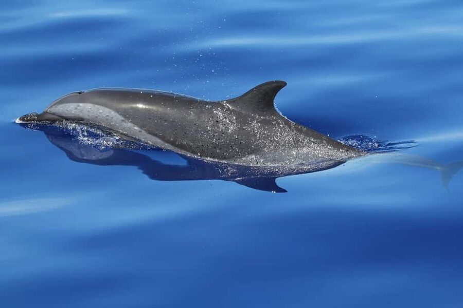 Puerto Escondido: The Best Adventure for Dolphin Watching - Leaving Puerto Angelito Beach before 7 a.m.