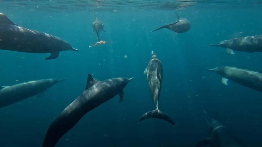 Puerto Escondido: The Best Adventure for Dolphin Watching - What seeing the dolphins is really like