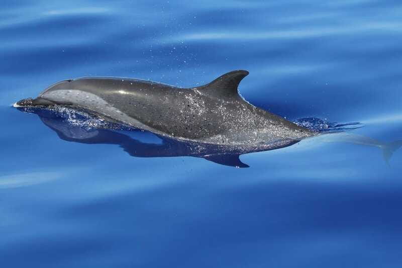 Puerto Escondido: The Best Adventure for Dolphin Watching - Turtles, manta rays, seabirds, and possible whales