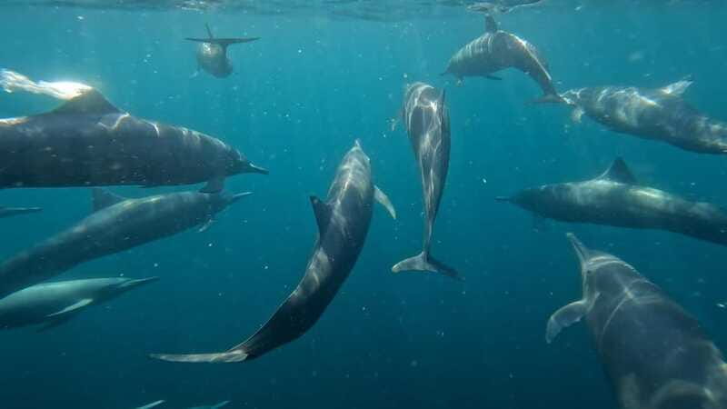 Puerto Escondido: The Best Adventure for Dolphin Watching - Seasickness, sun, and what to pack