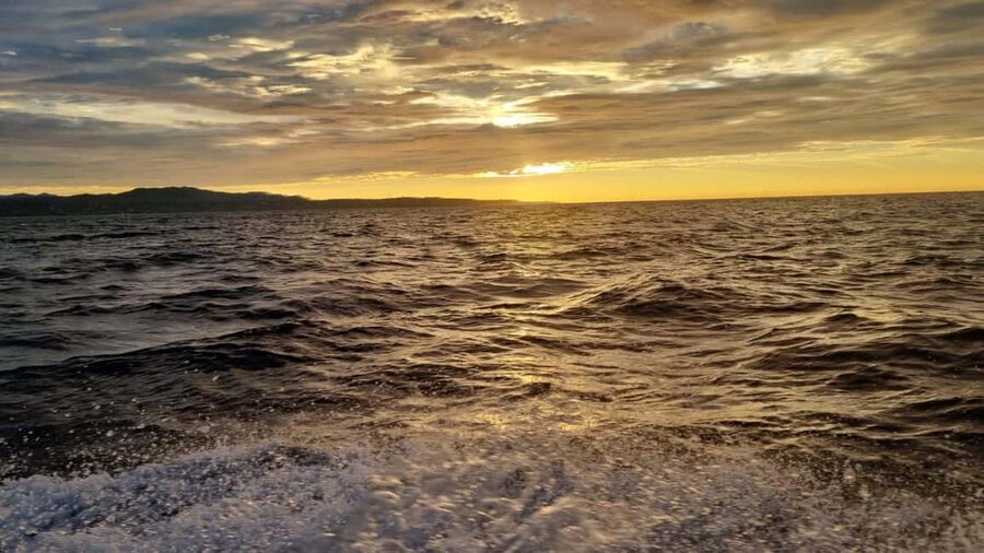 Puerto Escondido: The Best Adventure for Dolphin Watching - Searching for four dolphin species offshore