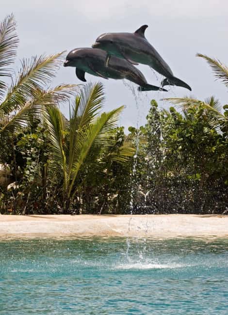 Puerto Plata: Dolphin Encounter at Ocean World - Lunch is included, drinks are not
