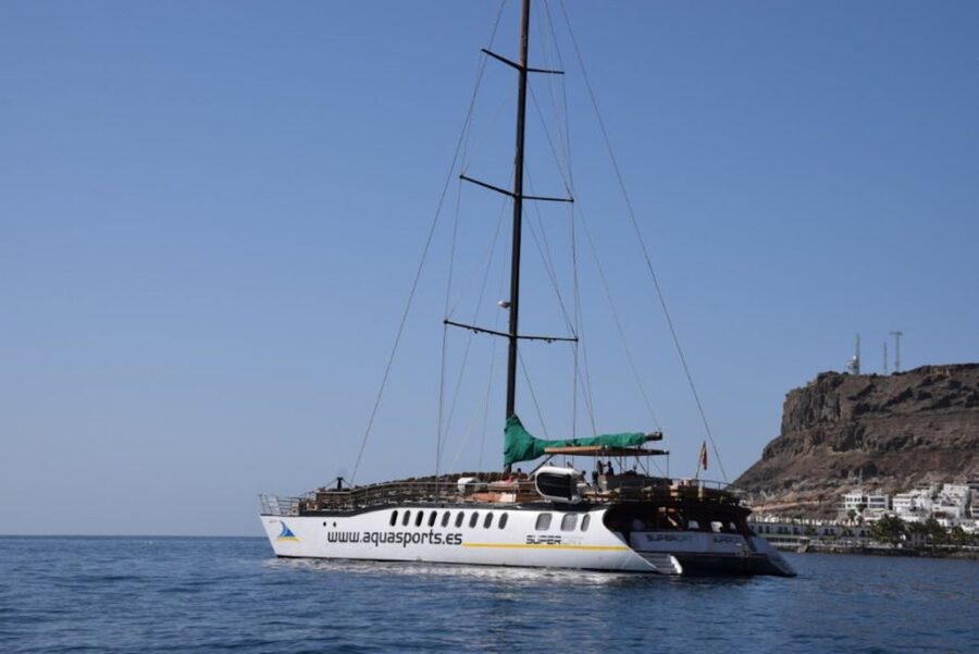 Puerto Rico : 2 hour Dolphin Catamaran Excursion - The wildlife search: dolphins, whales, turtles, and flying fish