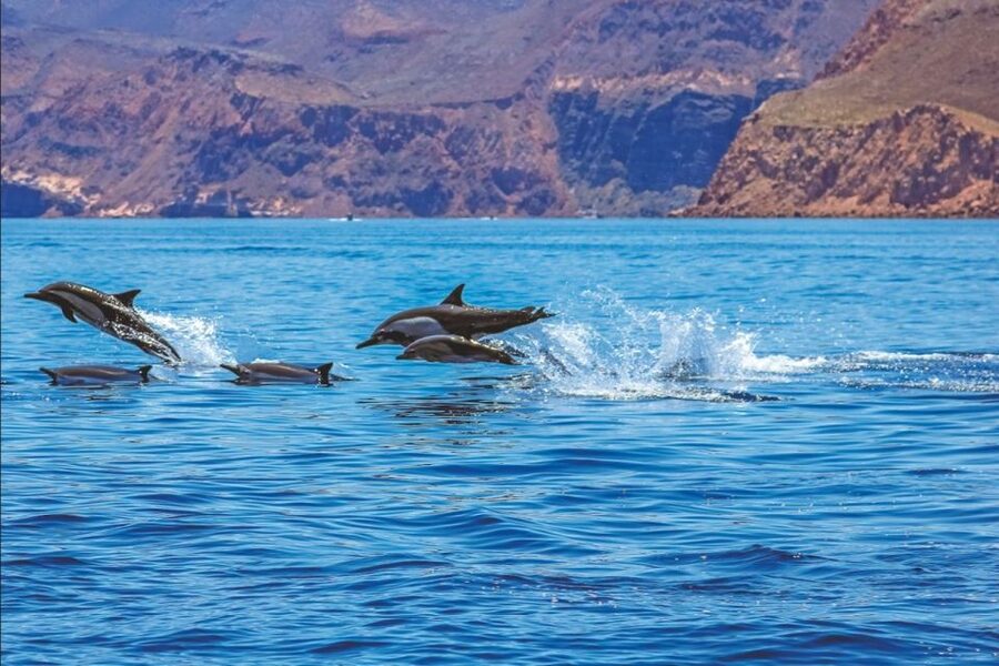 Puerto Rico de Gran Canaria: Premium Dolphin Catamaran Tour - Leaving Puerto Rico for the open Atlantic