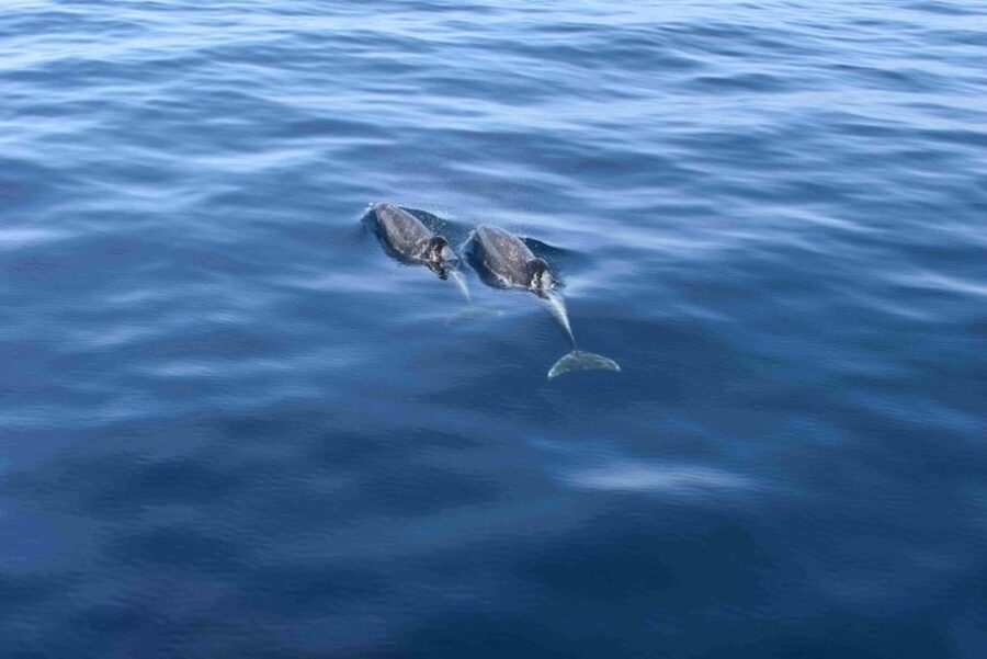 Puerto Rico de Gran Canaria: Premium Dolphin Catamaran Tour - Lunch, drinks, and the social side of the boat