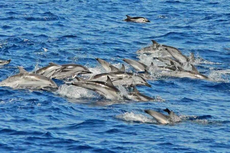 Puerto Rico de Gran Canaria: Premium Dolphin Catamaran Tour - Searching for dolphins along Gran Canaria’s south coast