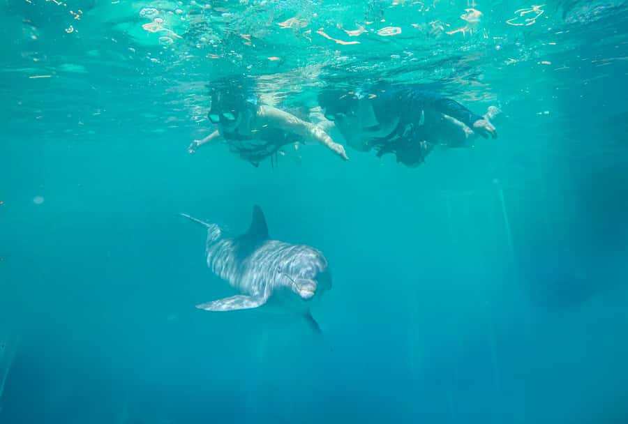 Puerto Vallarta: Dolphin Swimming and Aquaventuras Park - Key points before you book
