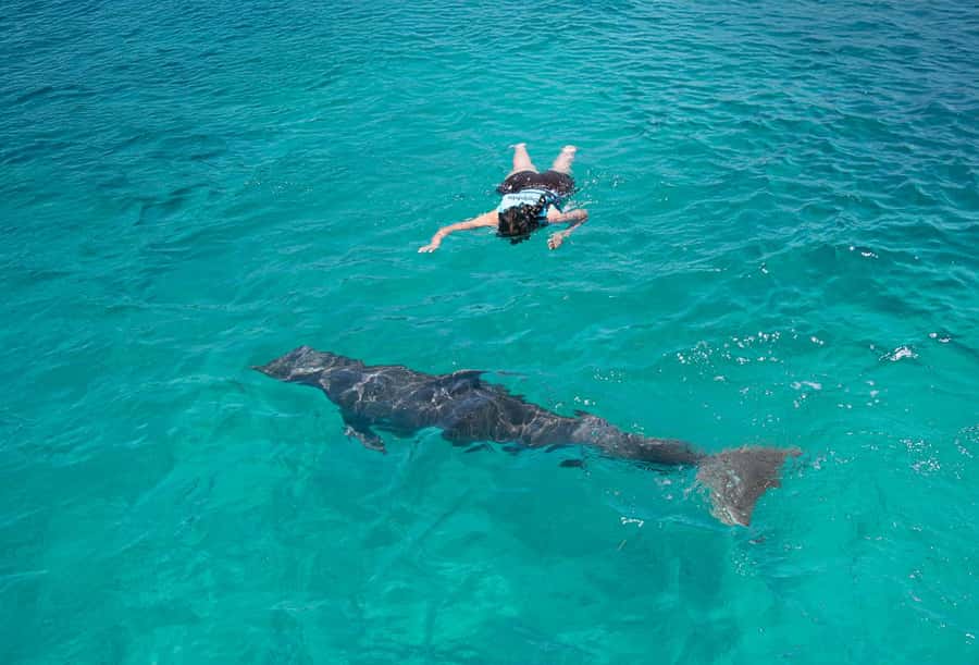 Puerto Vallarta: Dolphin Swimming and Aquaventuras Park - What the $159 ticket really buys