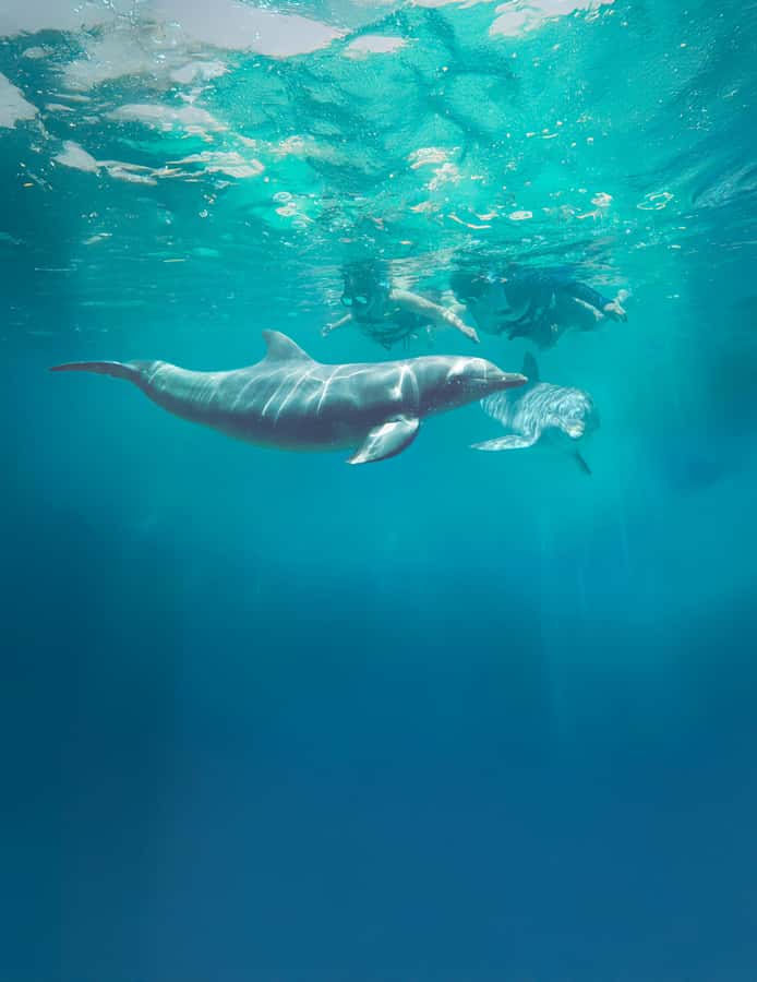 Puerto Vallarta: Dolphin Swimming and Aquaventuras Park - The 60-minute dolphin program