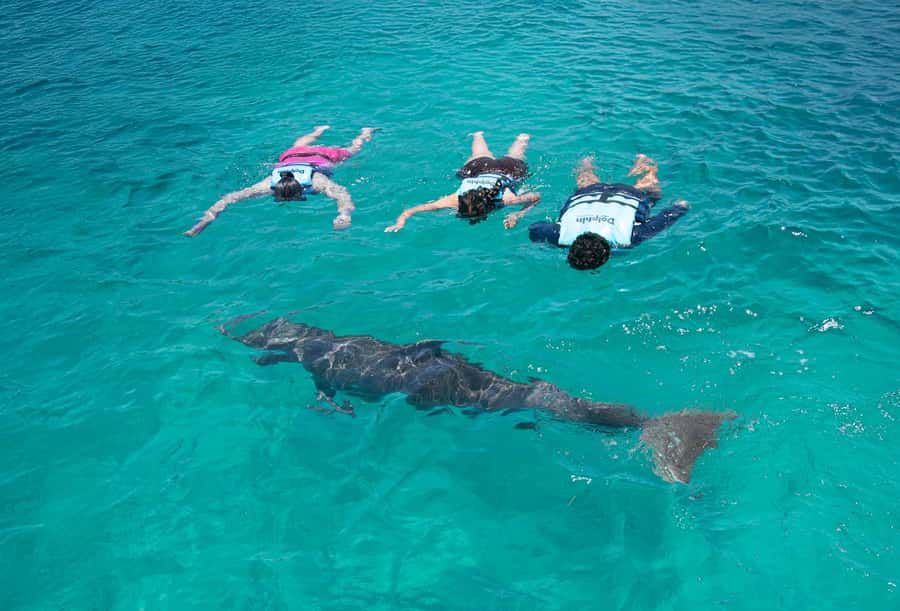 Puerto Vallarta: Dolphin Swimming and Aquaventuras Park - Height rules and family planning