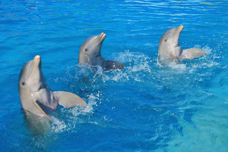Puerto Vallarta: Dolphin Swimming and Aquaventuras Park - Slides, river rides, and the children’s area