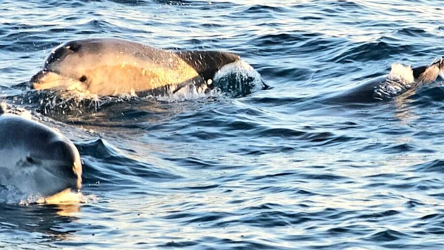 Pula: Brijuni Dolphins Sunset Cruise with Dinner and Drinks - A traditional Istrian dinner on the sea