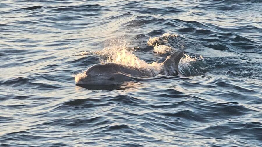 Pula: Brijuni Dolphins Sunset Cruise with Dinner and Drinks - How the $64 price works out