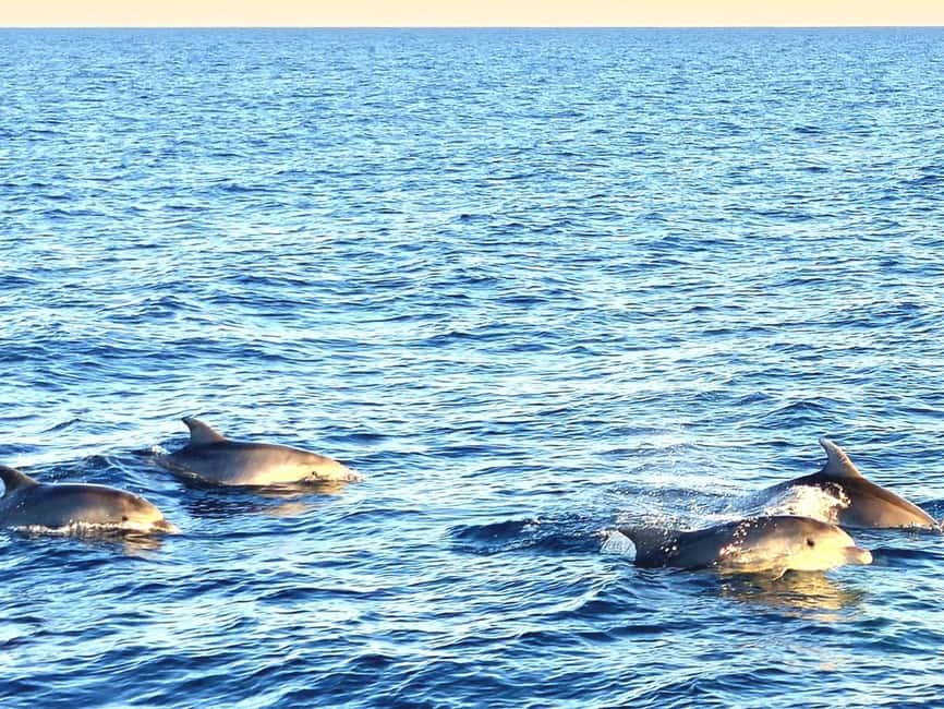Pula: Brijuni Dolphins Sunset Cruise with Dinner and Drinks - Service, languages, and the overall mood