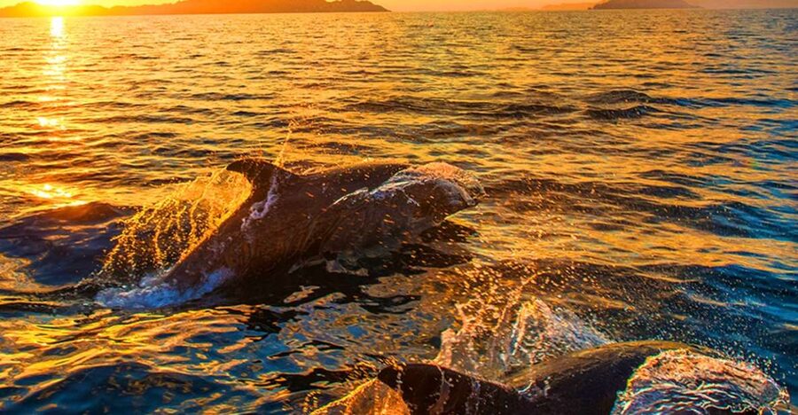 Pula: Brijuni Islands Dolphin Watching & Wildlife Cruise - Setting sail from Pula toward Brijuni