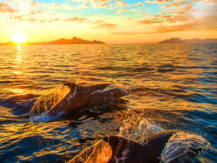 Pula: Brijuni Islands Dolphin Watching & Wildlife Cruise - The dolphin search: exciting, but never certain