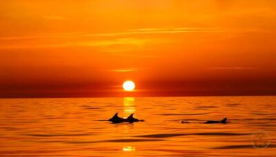 Brijuni Islands Dolphin Watching & Wildlife Cruise