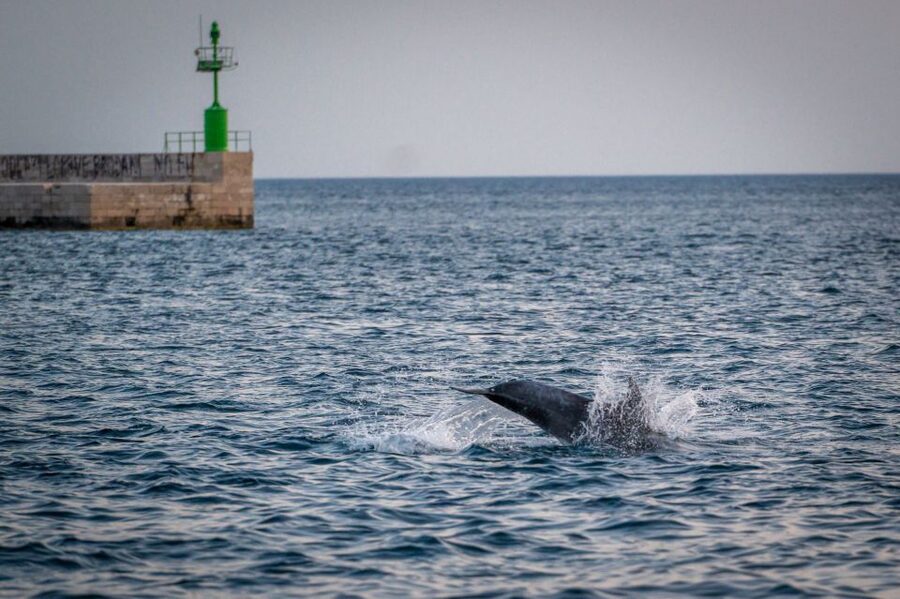 Pula: Brijuni National Park Sunset, Dolphins & Dinner Cruise - Sunset Views and Pula’s Night Return